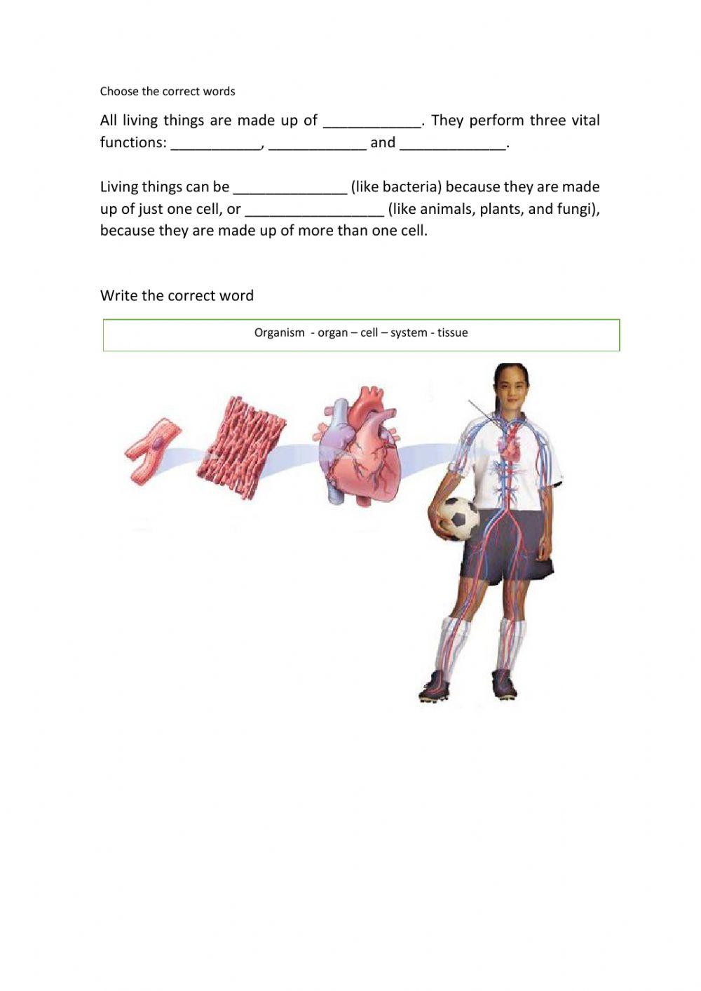 The organisation of living things