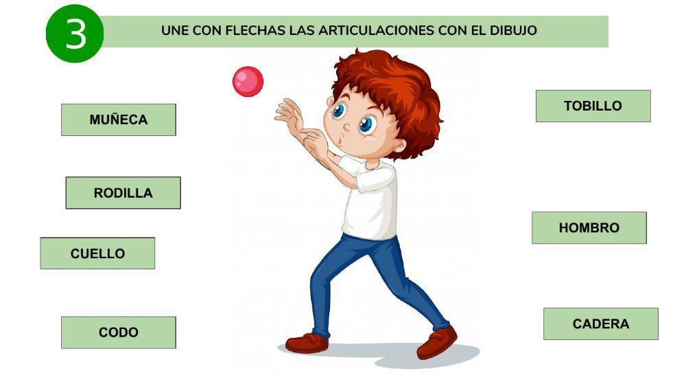 Educación Física - Cuerpo humano: huesos y articulaciones