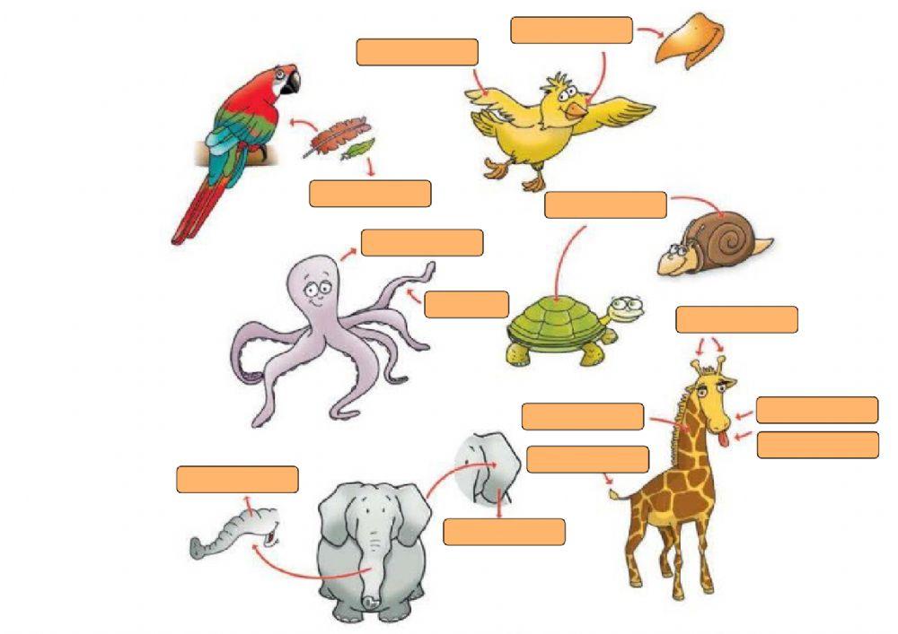 Animalien gorputz atalak 2