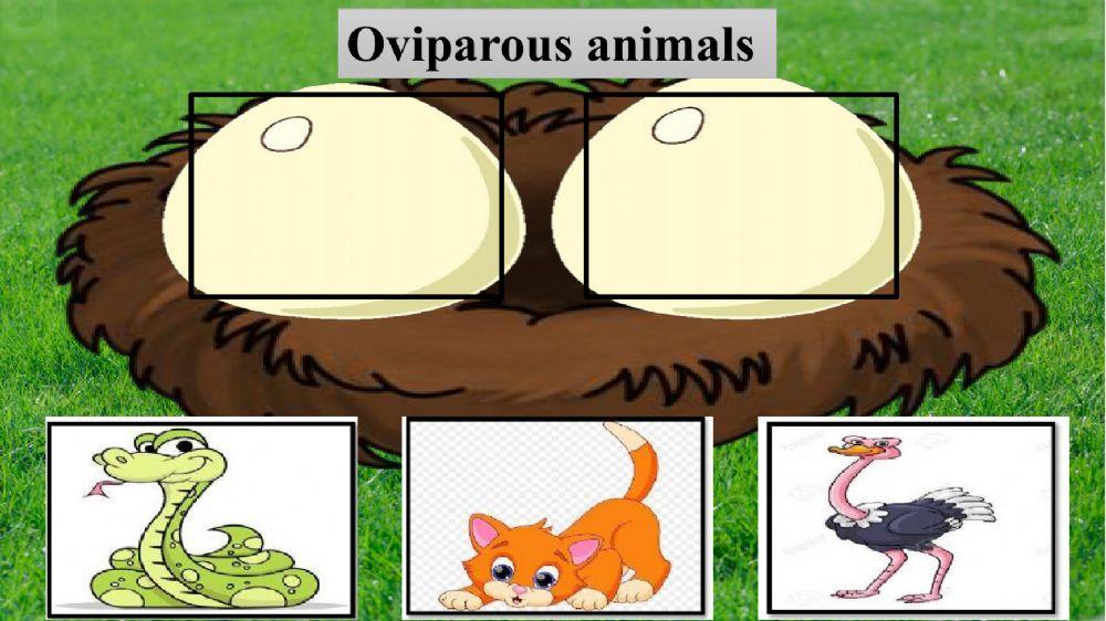 Oviparous and Viviparous animals