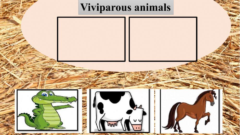 Oviparous and Viviparous animals