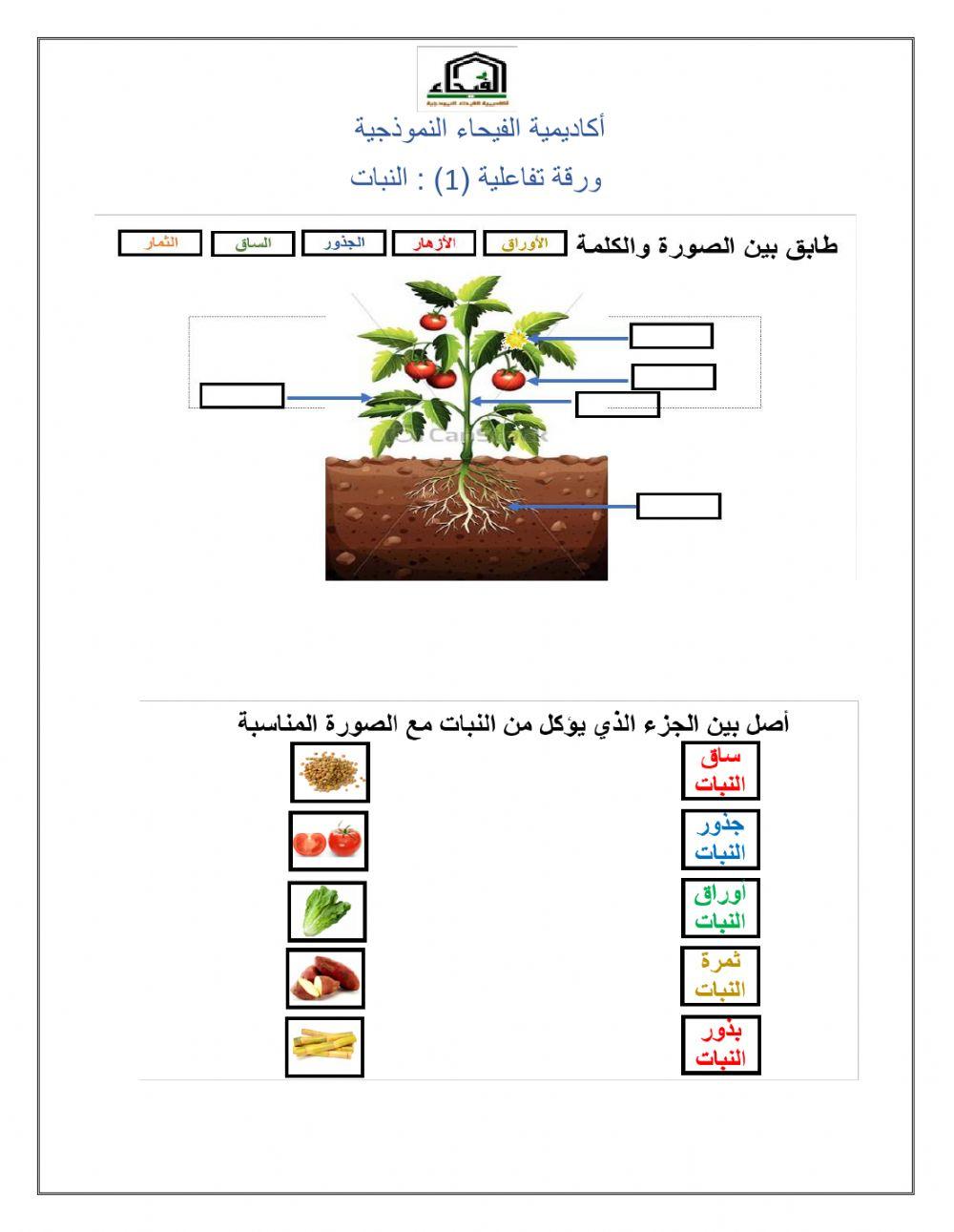 أجزاء النبات
