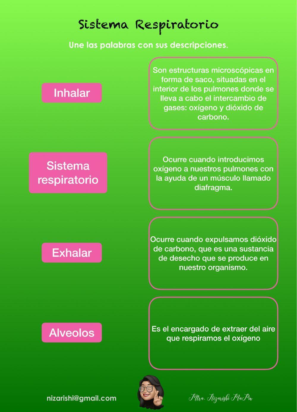 Sistema respiratorio