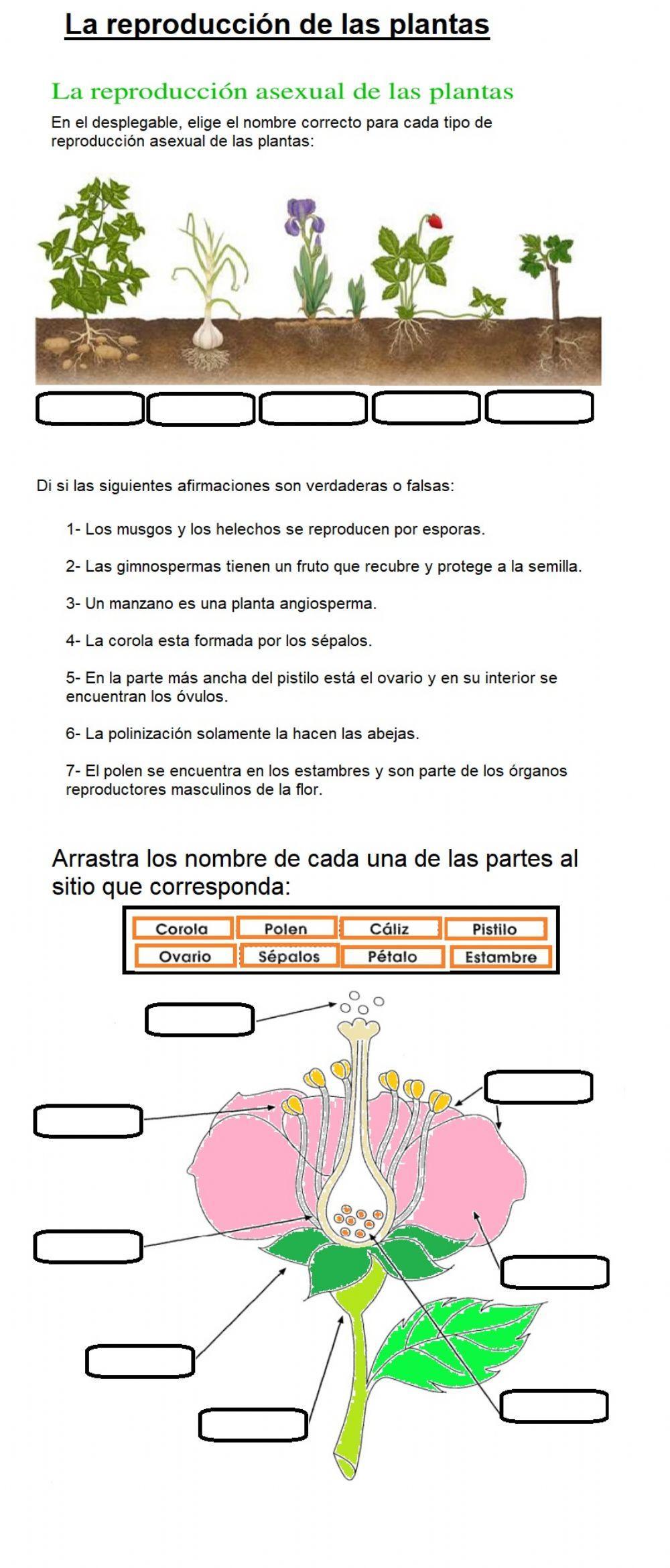 La reproduccion de las plantas