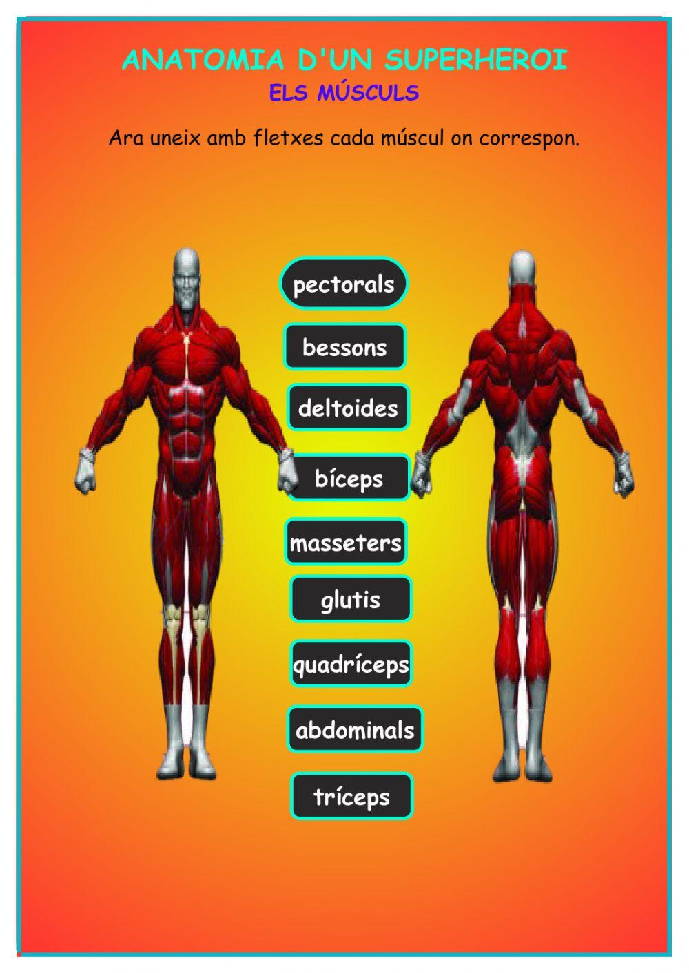 Els músculs. Projecte superherois