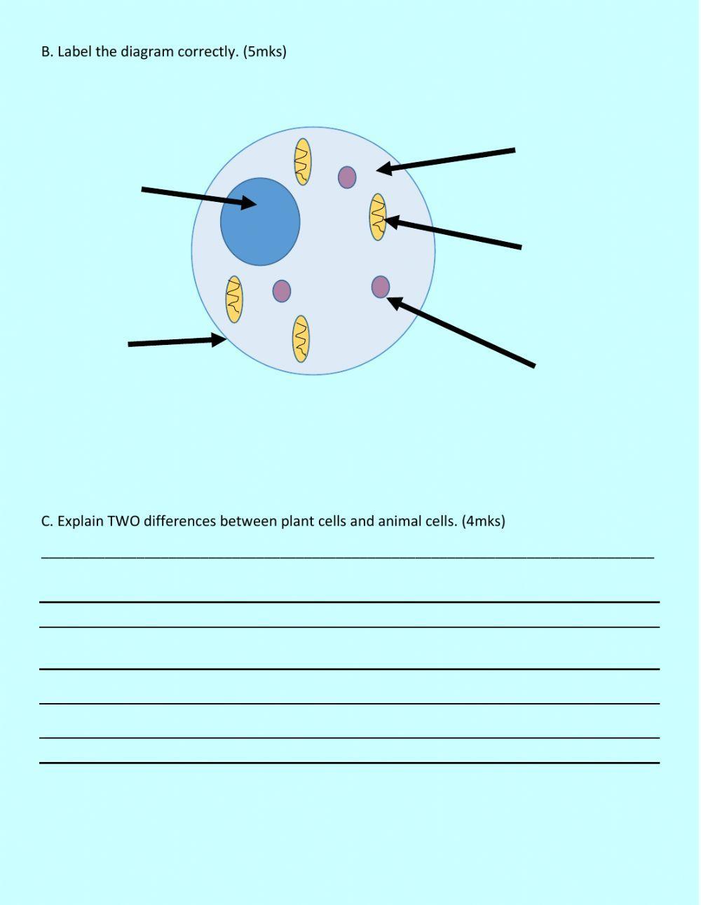 Plant and Animal Cells