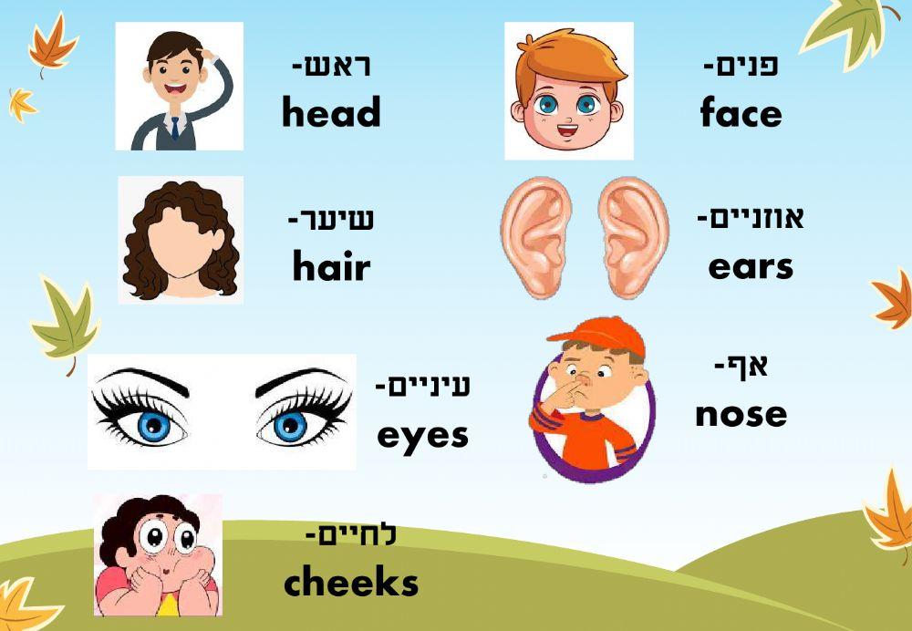 מצגת המשך חלקי הפנים