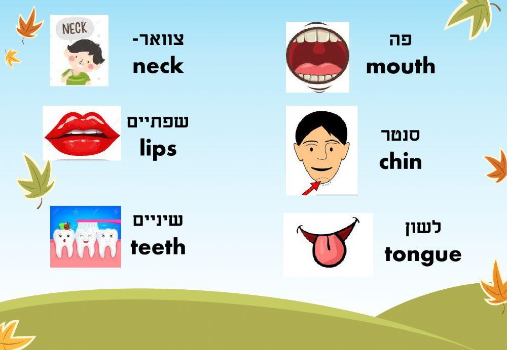 מצגת המשך חלקי הפנים