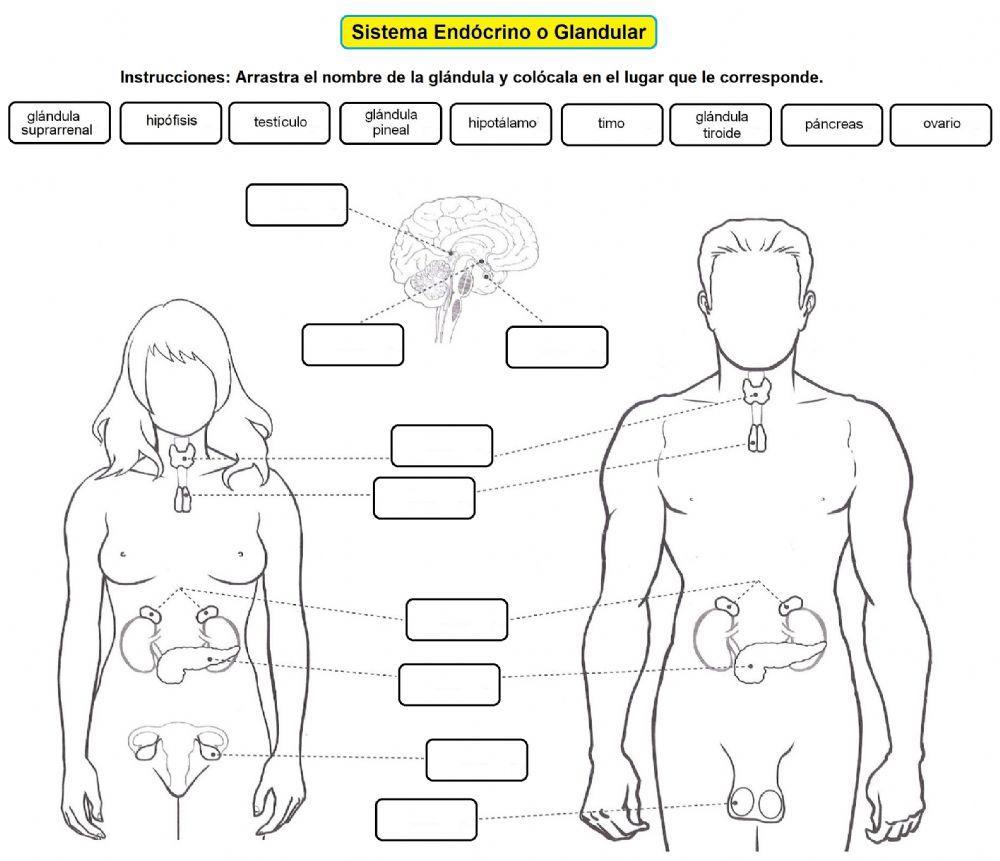 Sistema Endócrino o Glandular