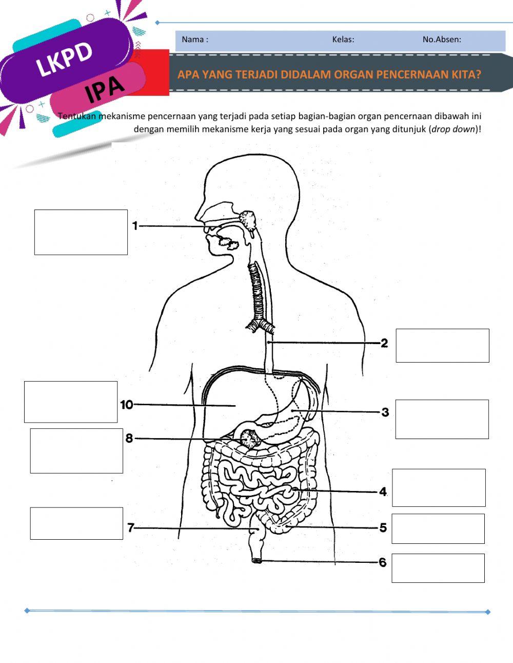 Apa yang terjadi pada organ pencernaan kita?