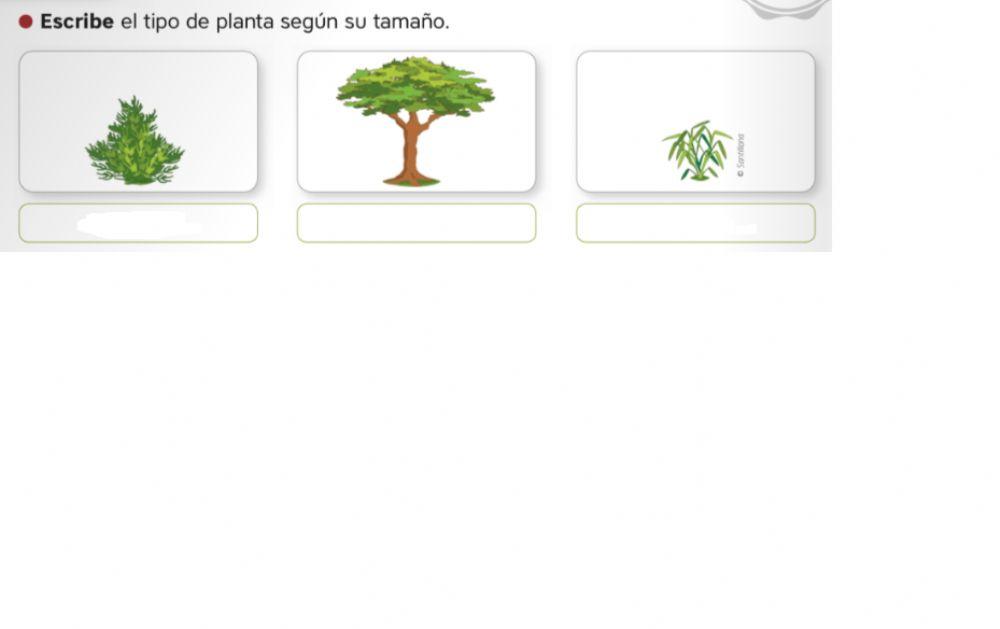 Plantas por su tamaño