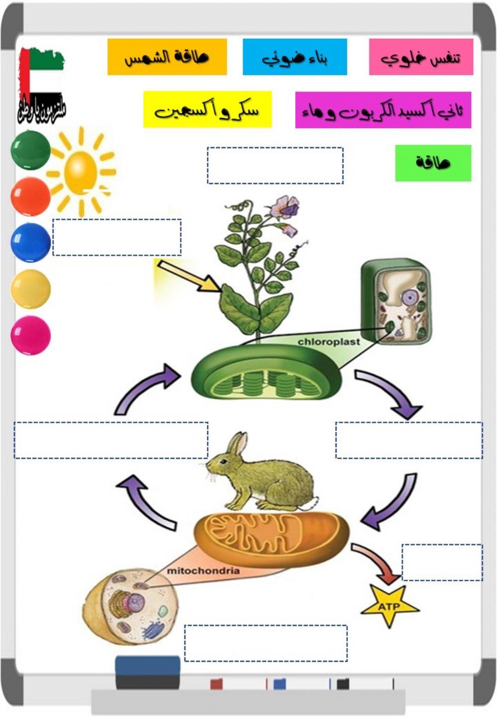 مخطط البناء الضوئي و التنفس الخلوي