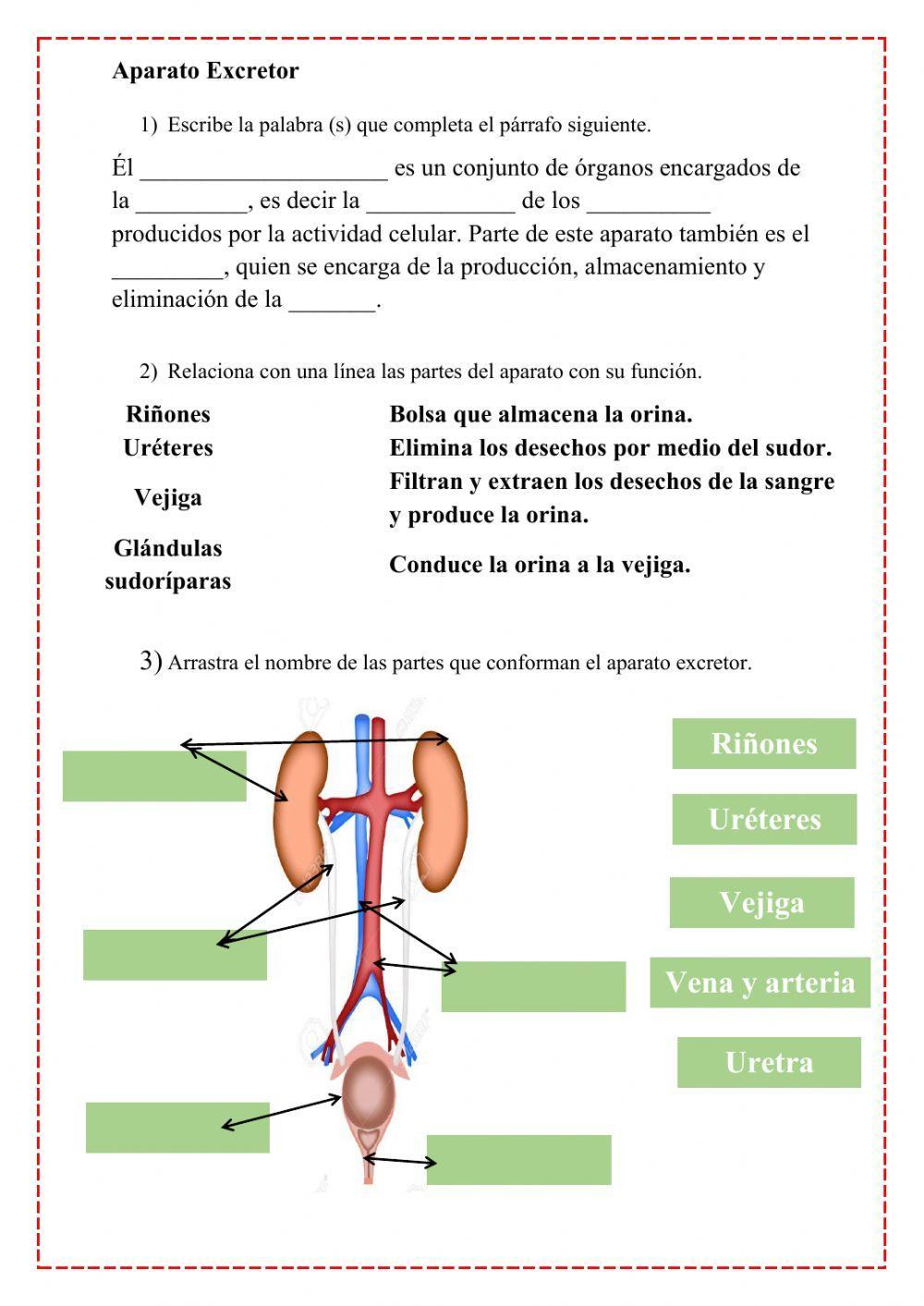 Aparato excretor