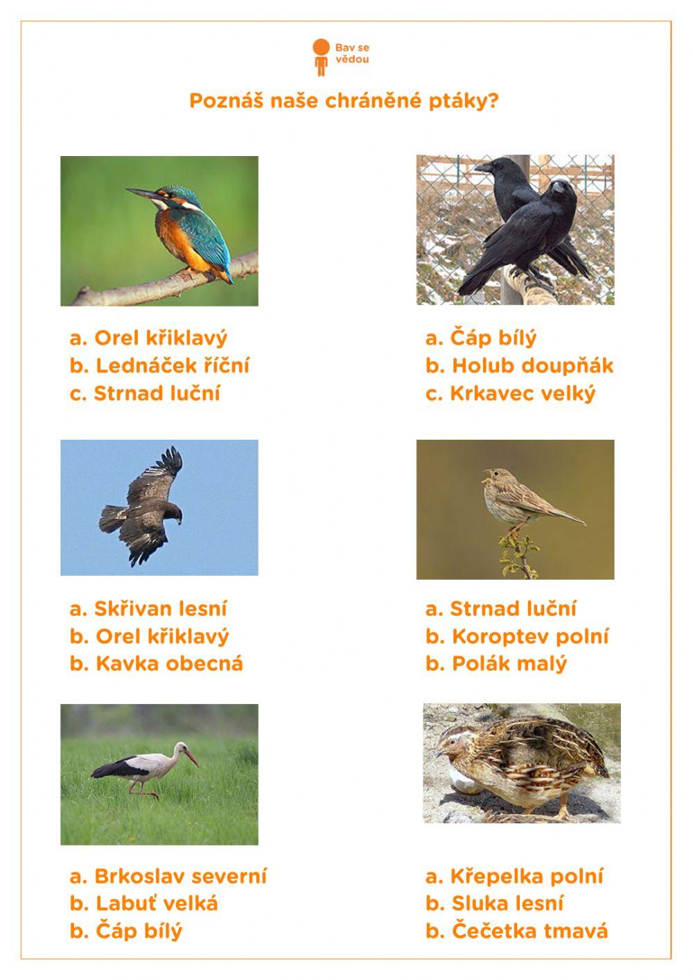 Poznáš naše chráněné ptáky?