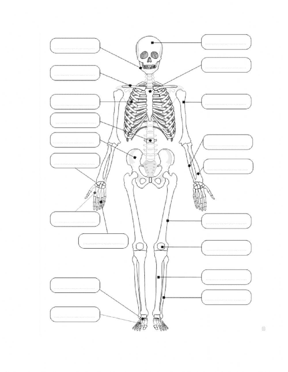 Bones-huesos