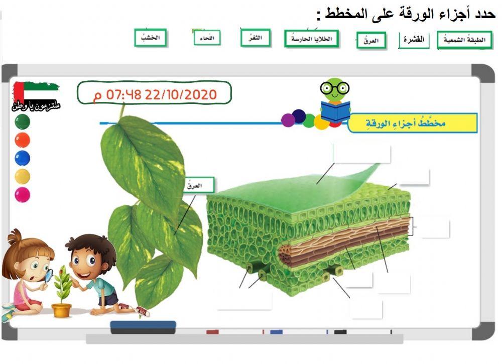 أجزاء الورقة - الصف الخامس