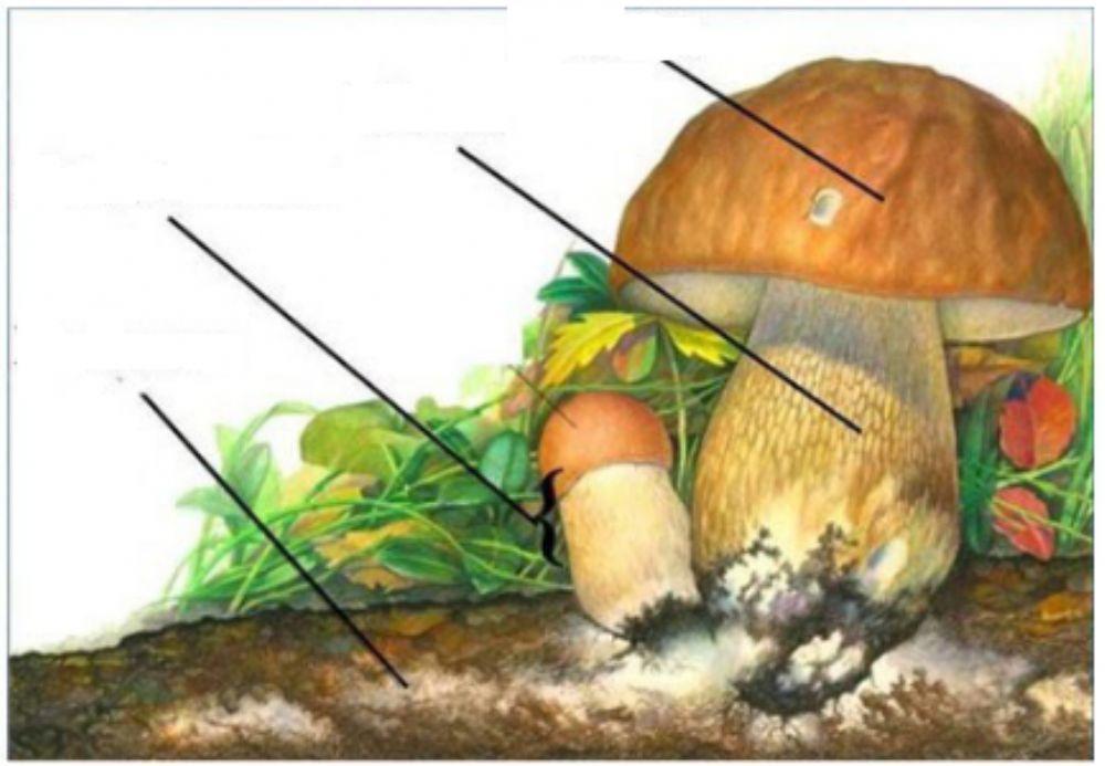 Будова шапкових грибів