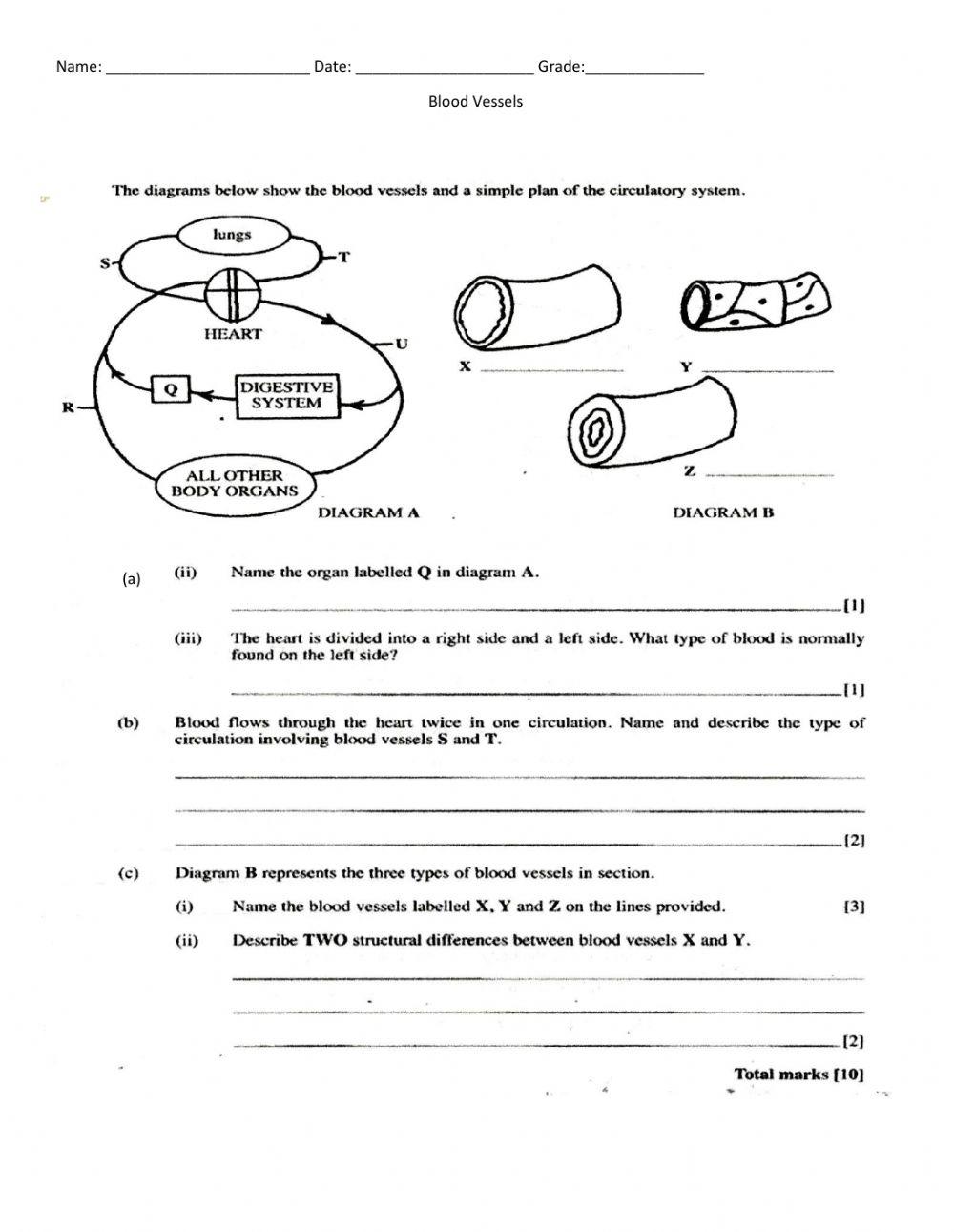 Circulatory System Sample Page