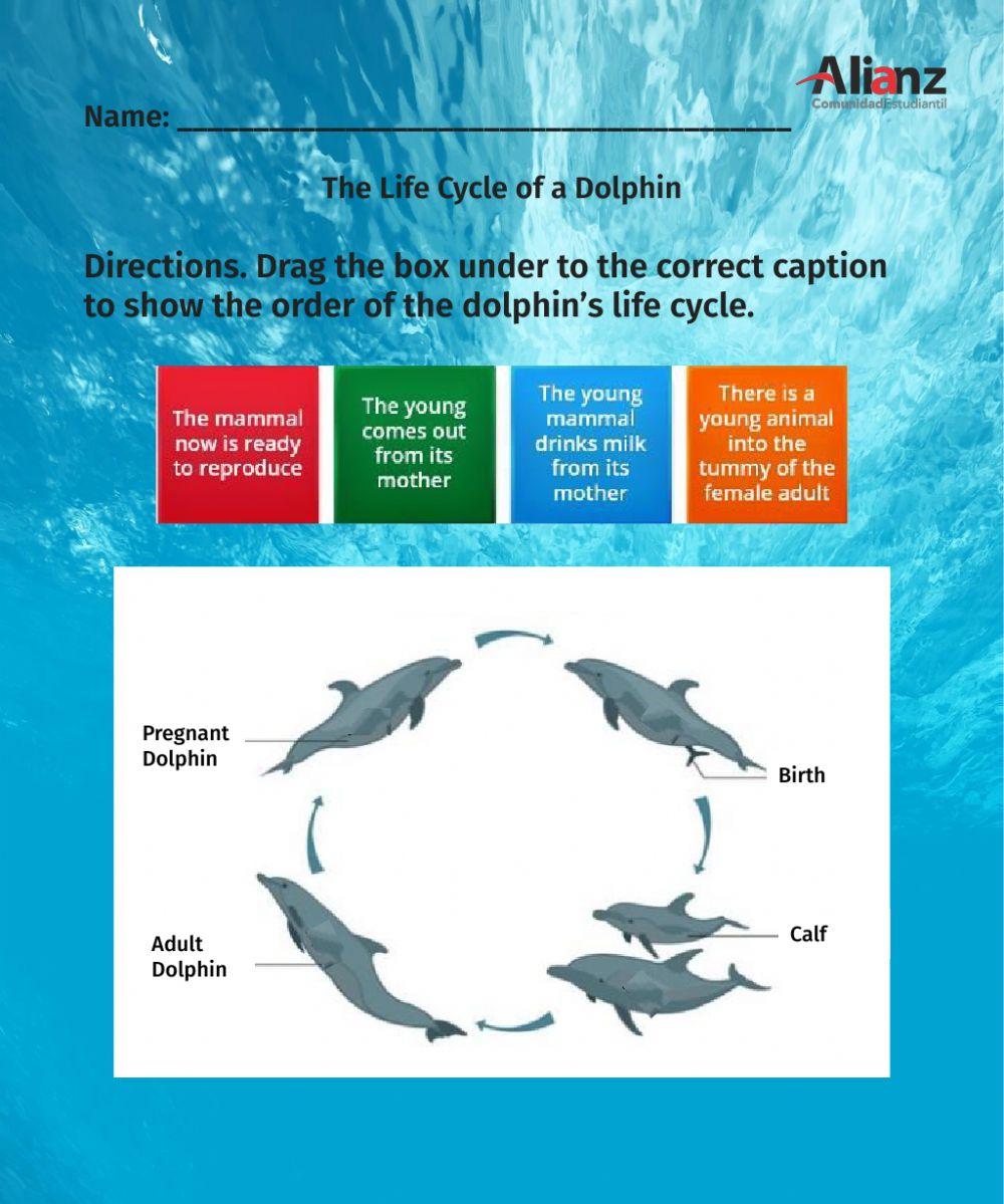 Life Cycle of Dolphins
