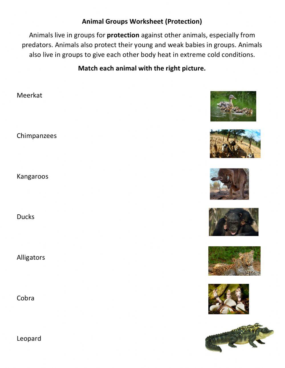 Animal Groups Protection