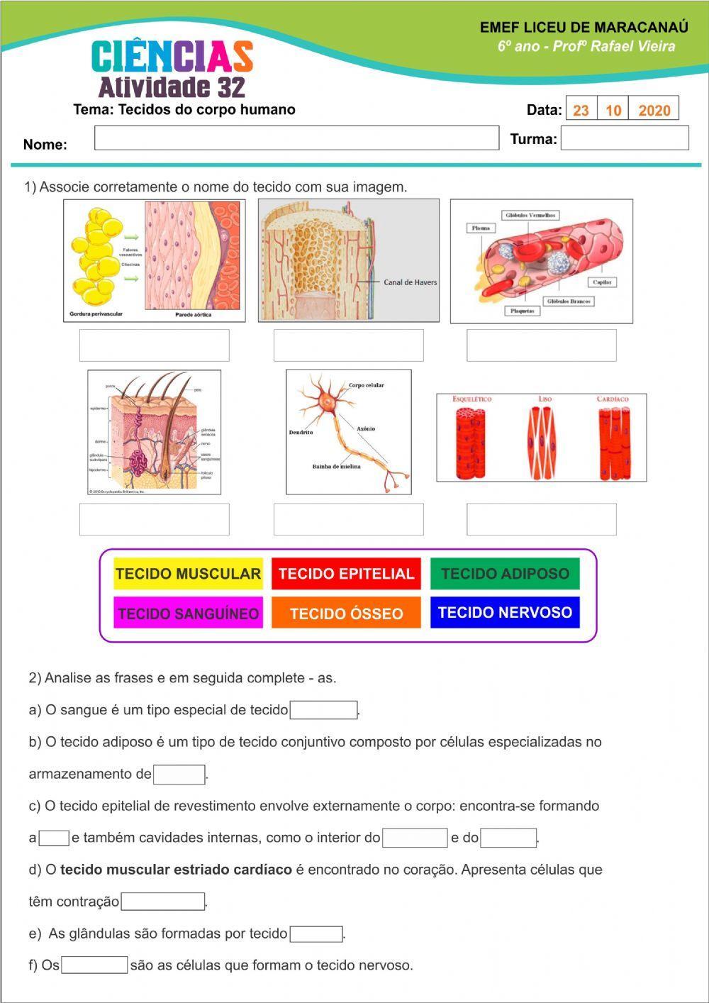 Tecidos do corp… | Free Interactive Worksheets | 440585, image size:1000x1414