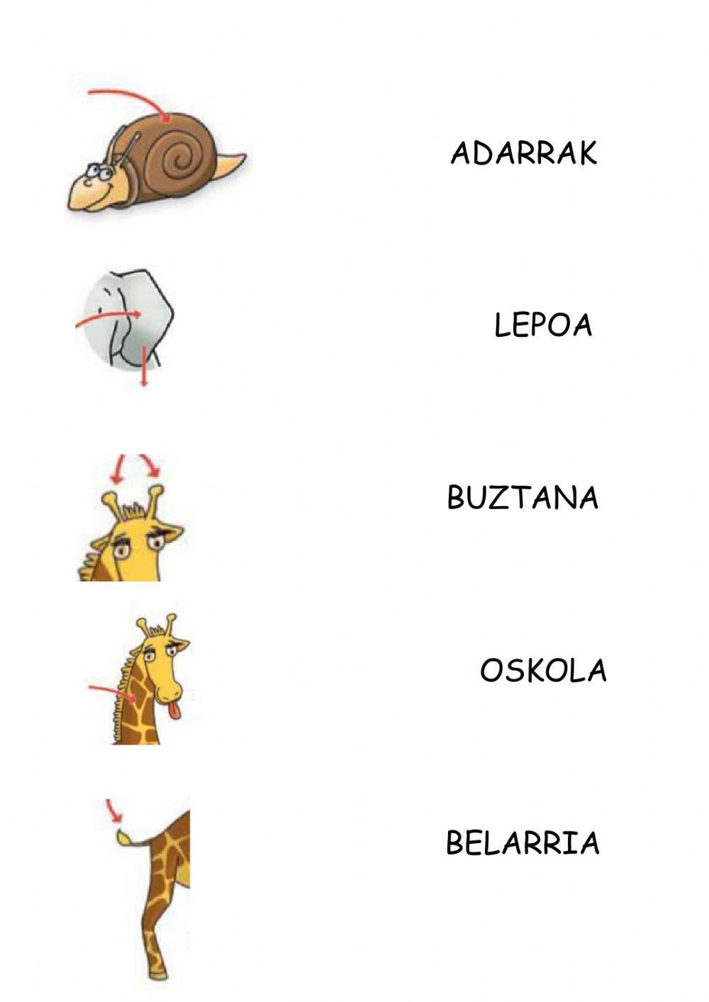 Animalien gorputz atalak 1