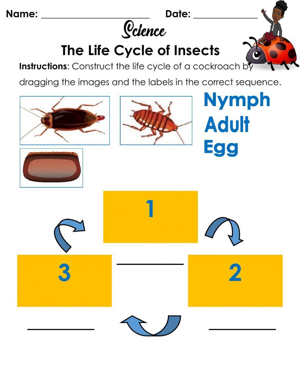 The Life Cycle of An Insect