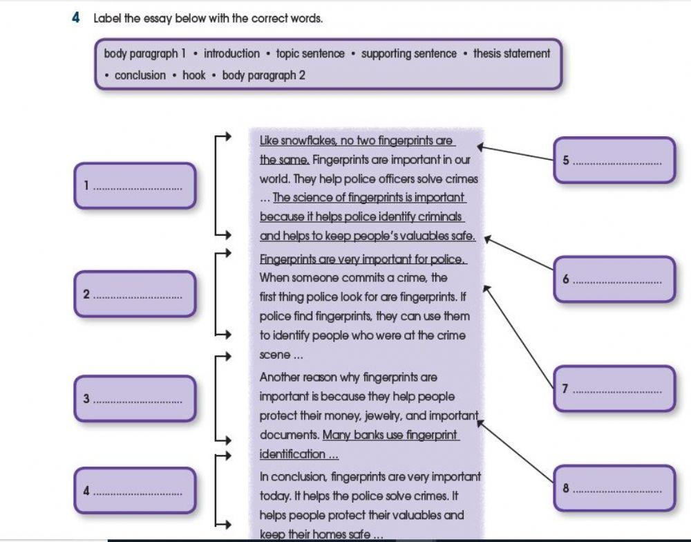 Essay Structure