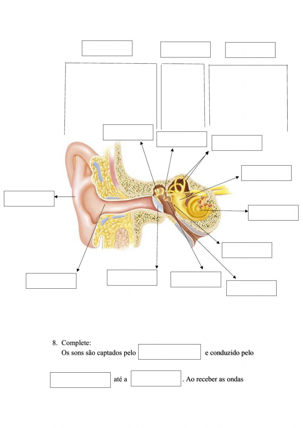 Audição e equilíbrio
