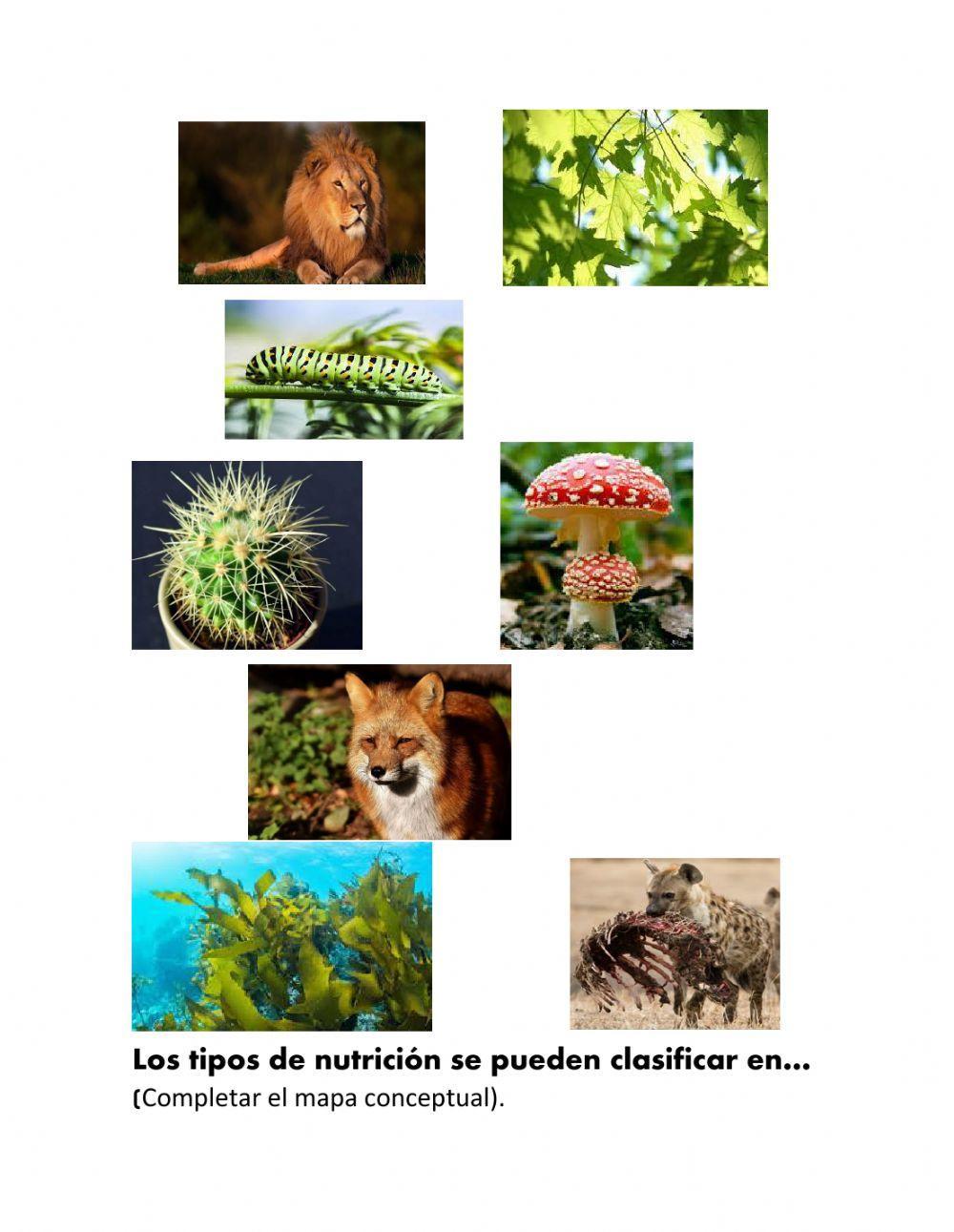 Trabajemos juntos. Tipos de nutrición