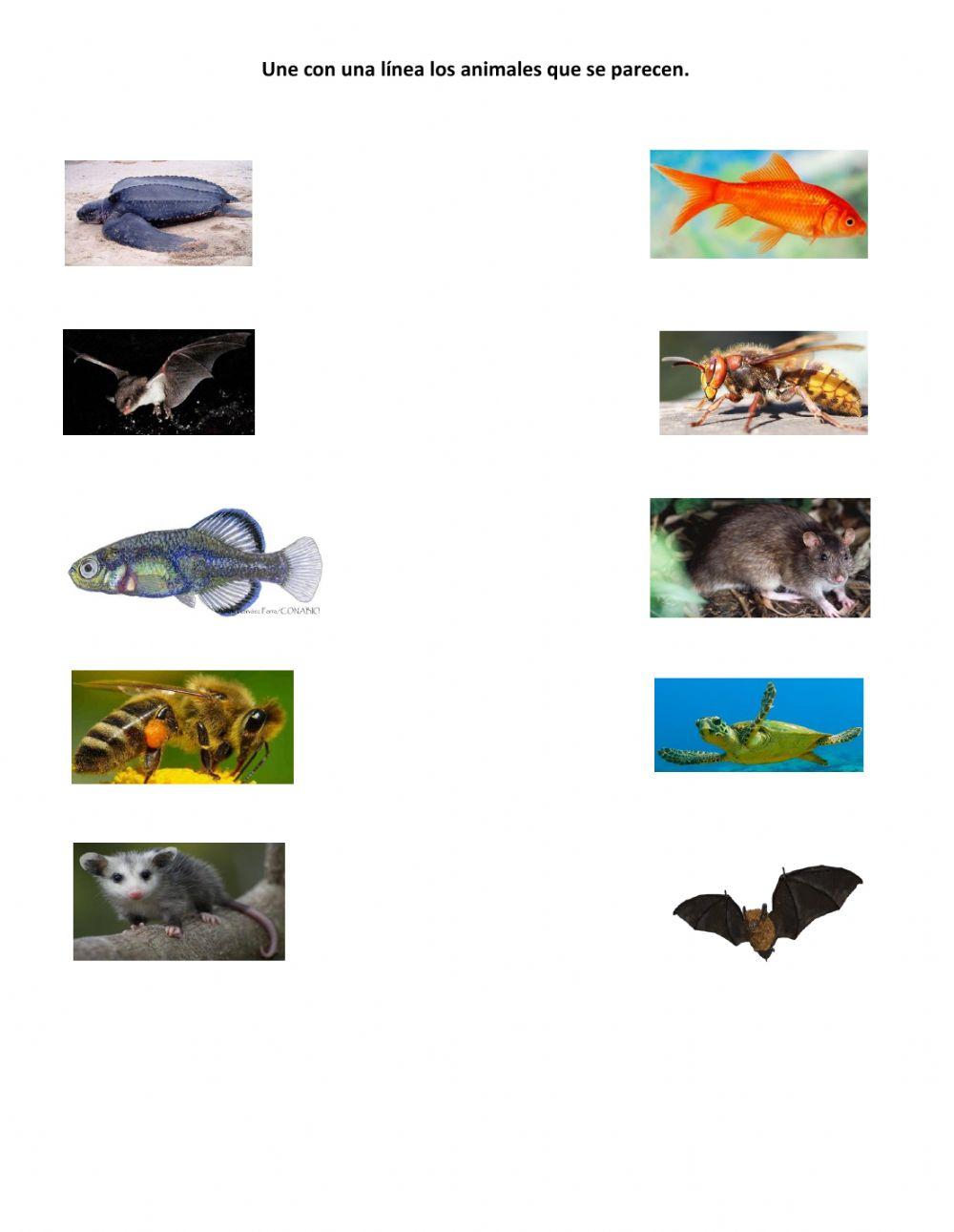 Animales que se parecen