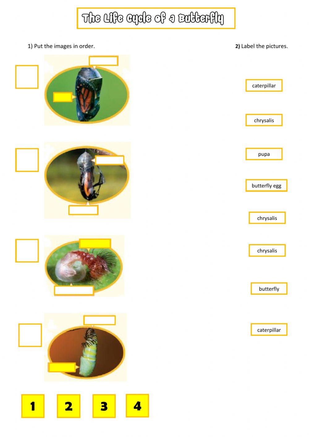 The Life Cycle of  a Butterfly