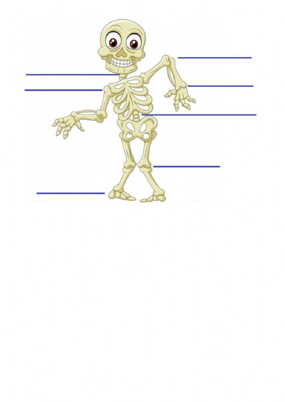 Huesos y articulaciones