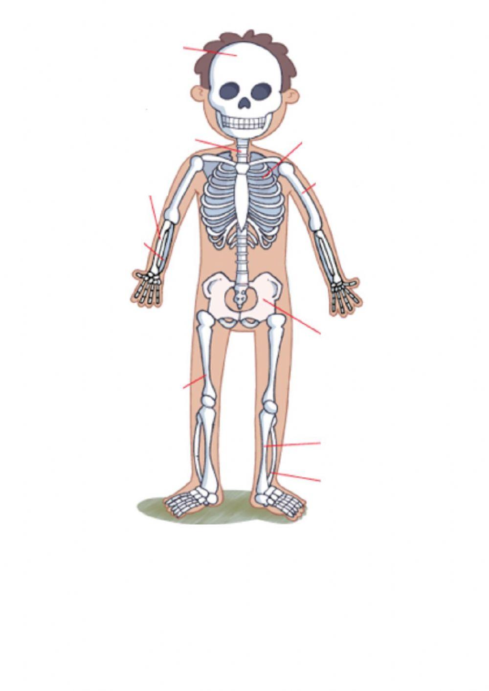 Huesos y articulaciones