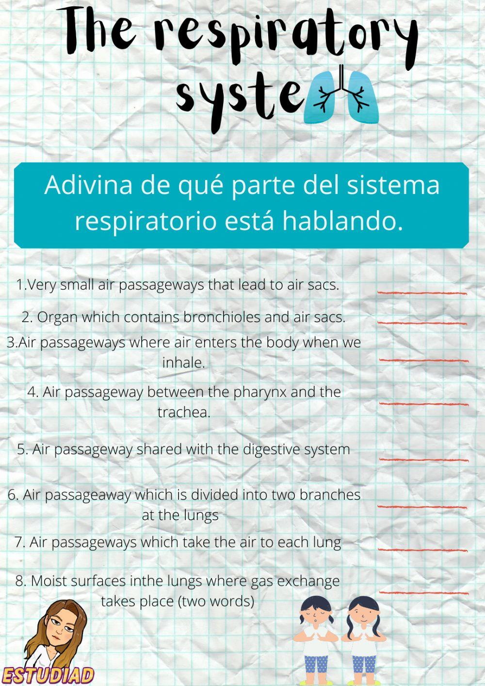 The respiratory system