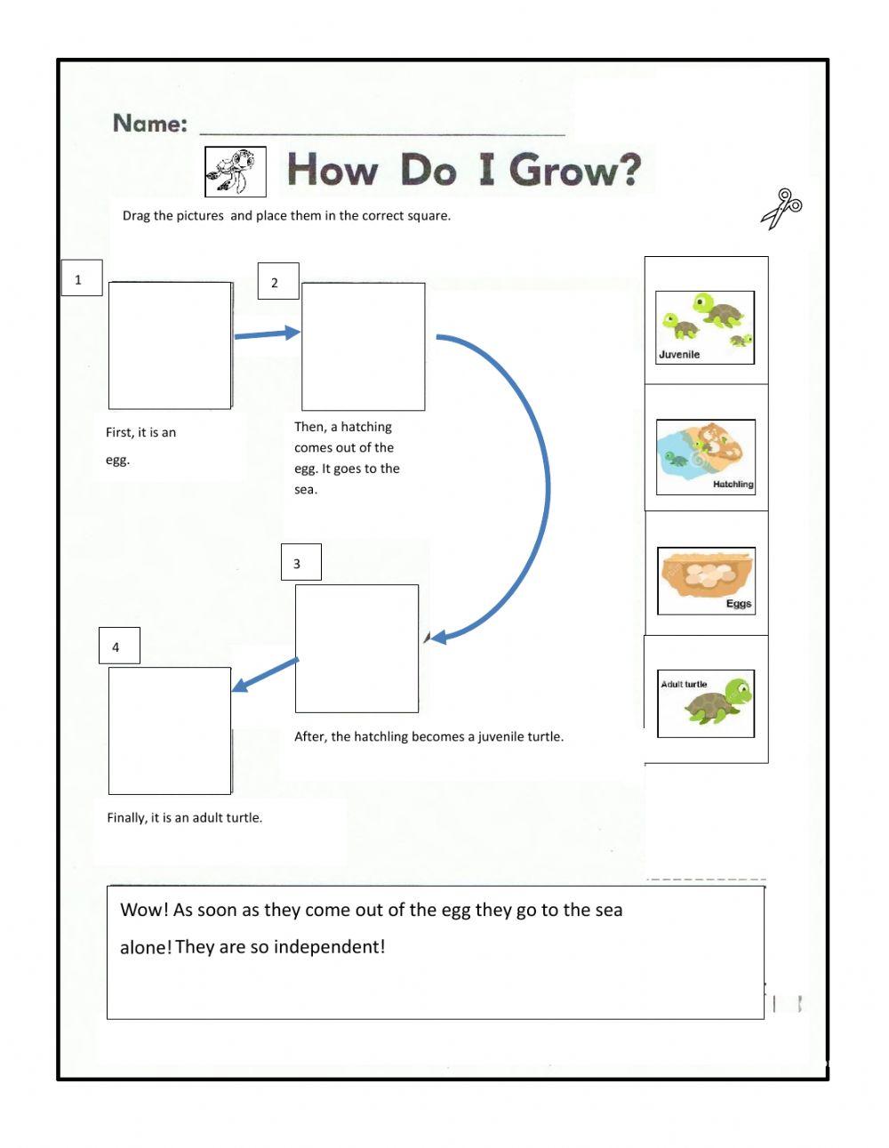 Life Cycle of a Turtle