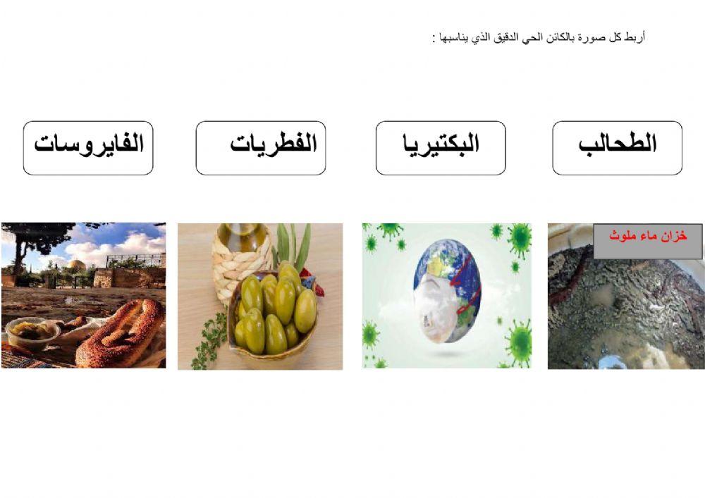 أثر الكائنات الحية الدقيقة