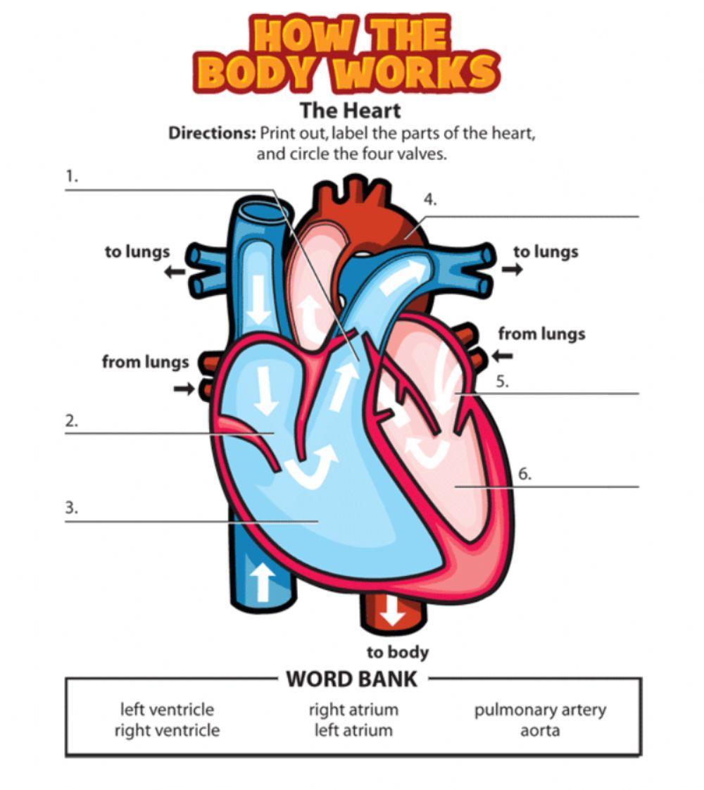 The parts of the Heart The parts of the Heart