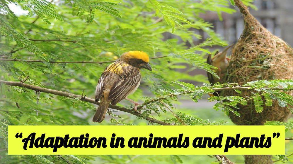 Adaptation in animals and plants