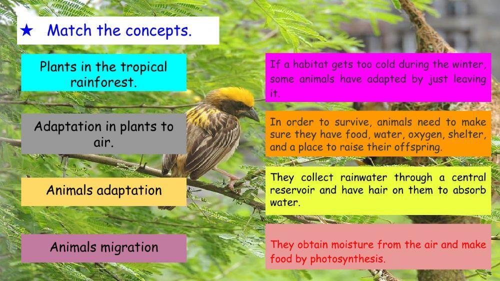 Adaptation in animals and plants