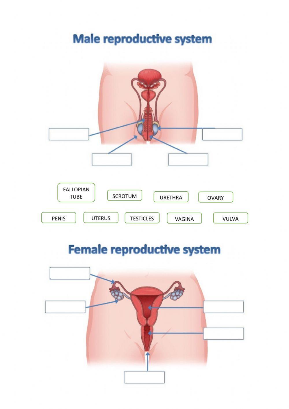 Reprodutive system