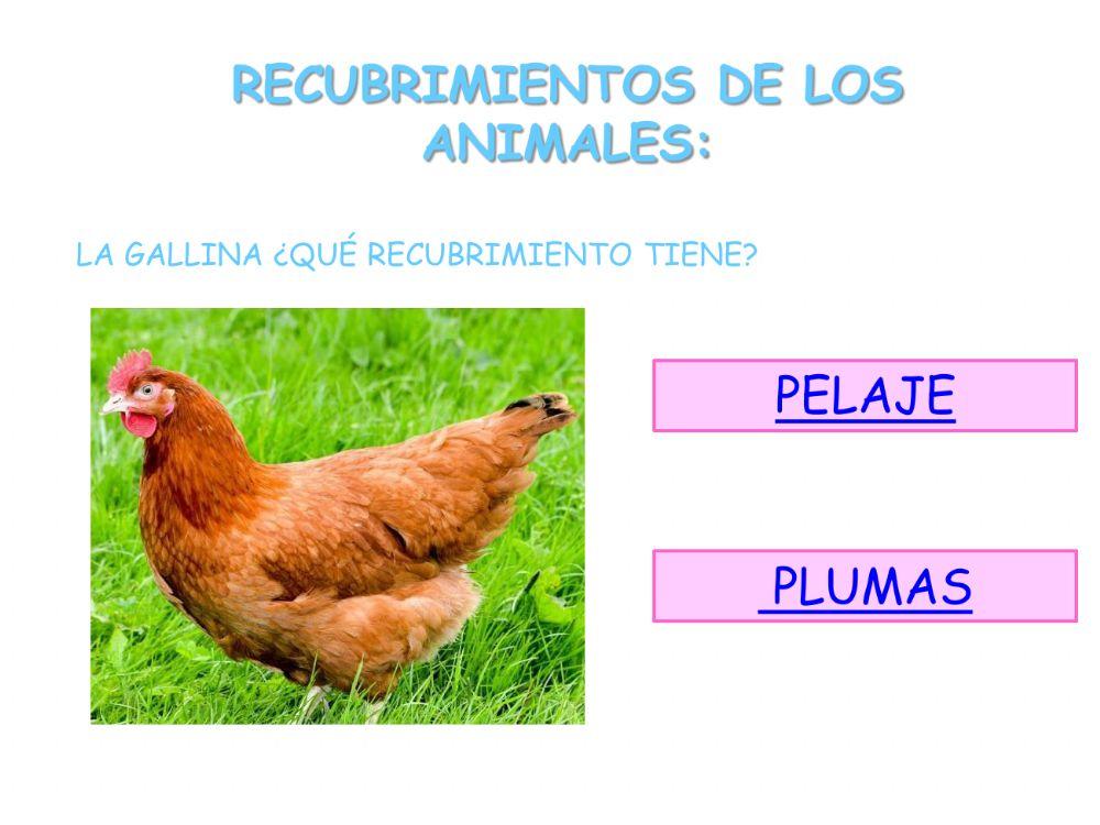 Tipos de Recubrimientos de los animales
