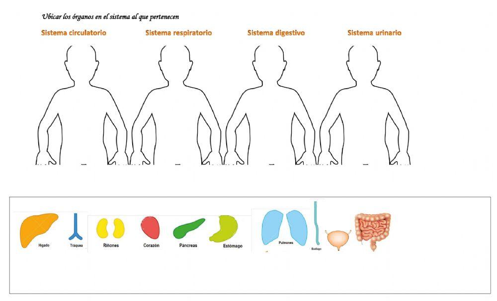Nutrición: sistemas
