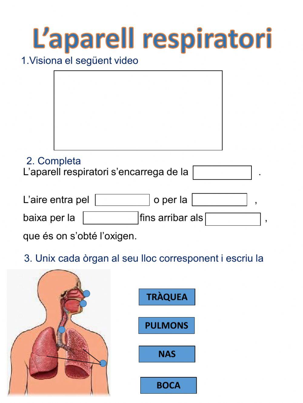 L'aparell respiratori