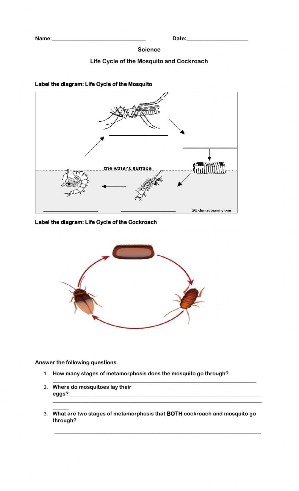 Insects and Cockroach Life Cycle