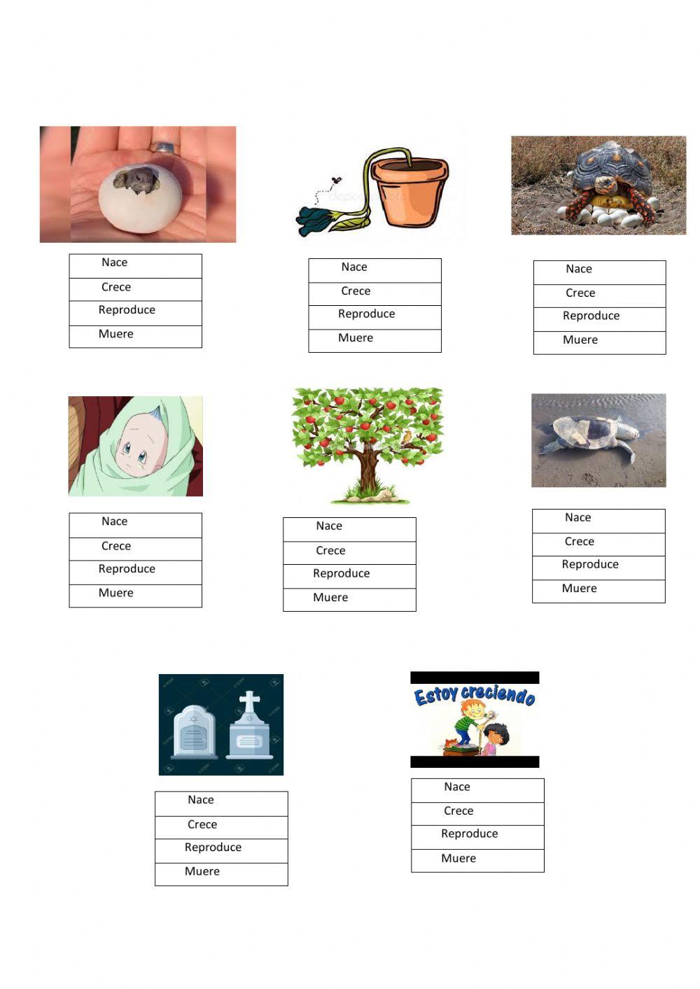 Ciclo de vida de los seres vivos