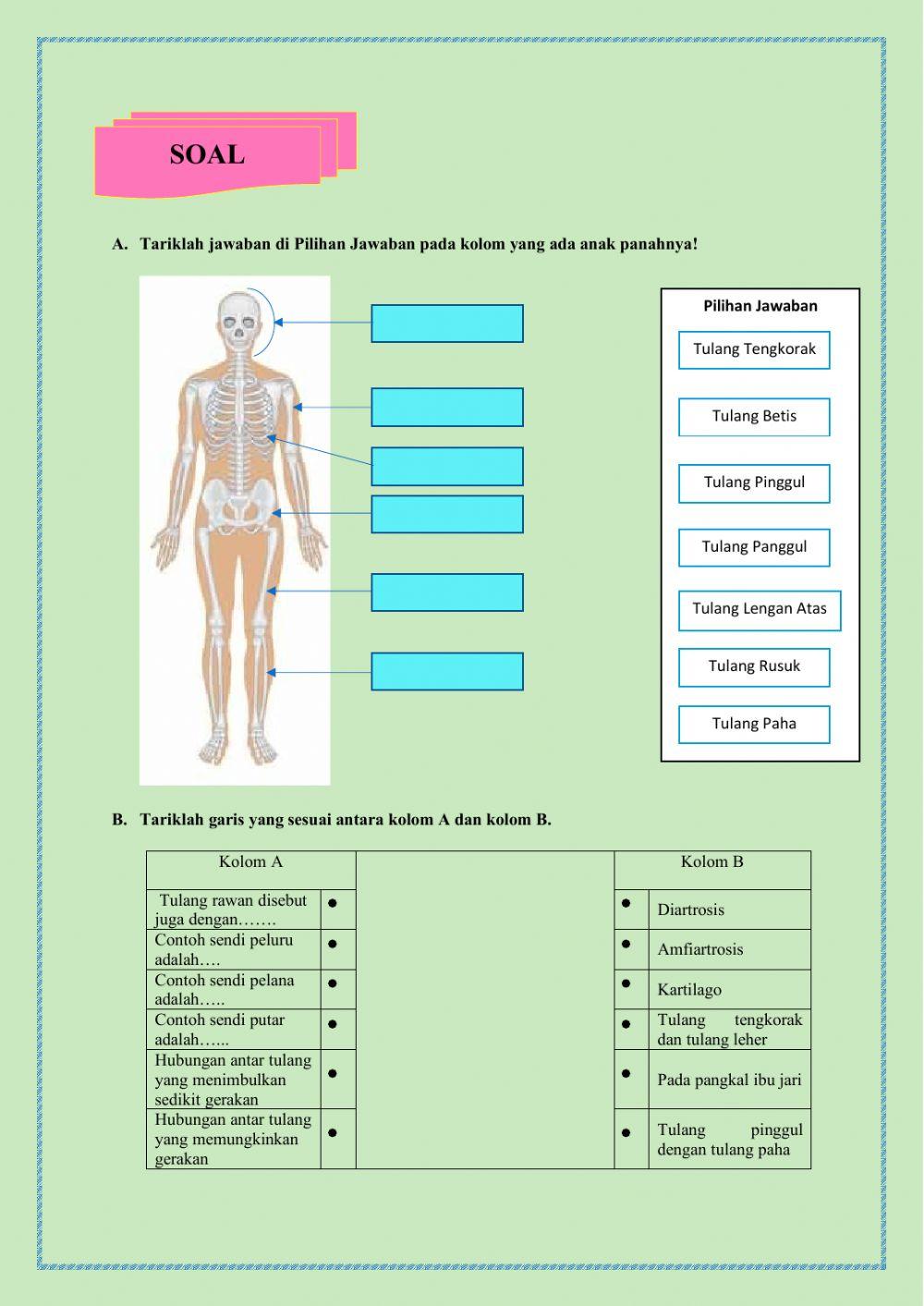 Sistem Gerak Manusia