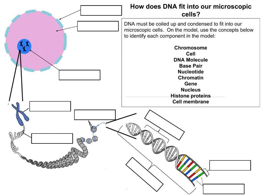 Dna Structure Diagram Worksheet