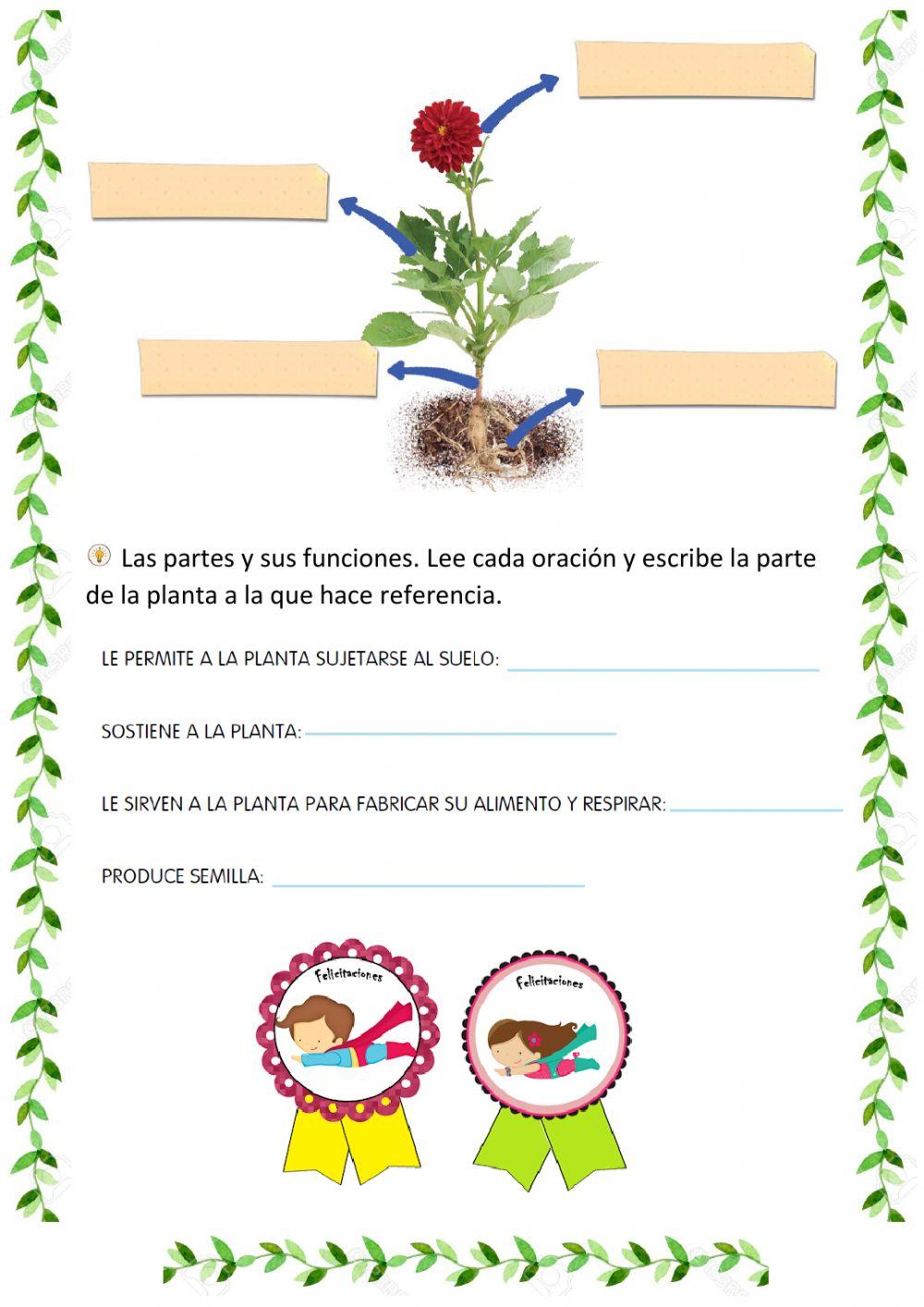 Seres vivos: plantas