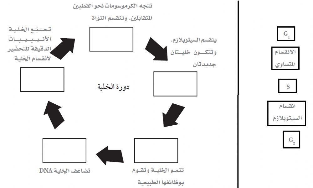 Cell cycle
